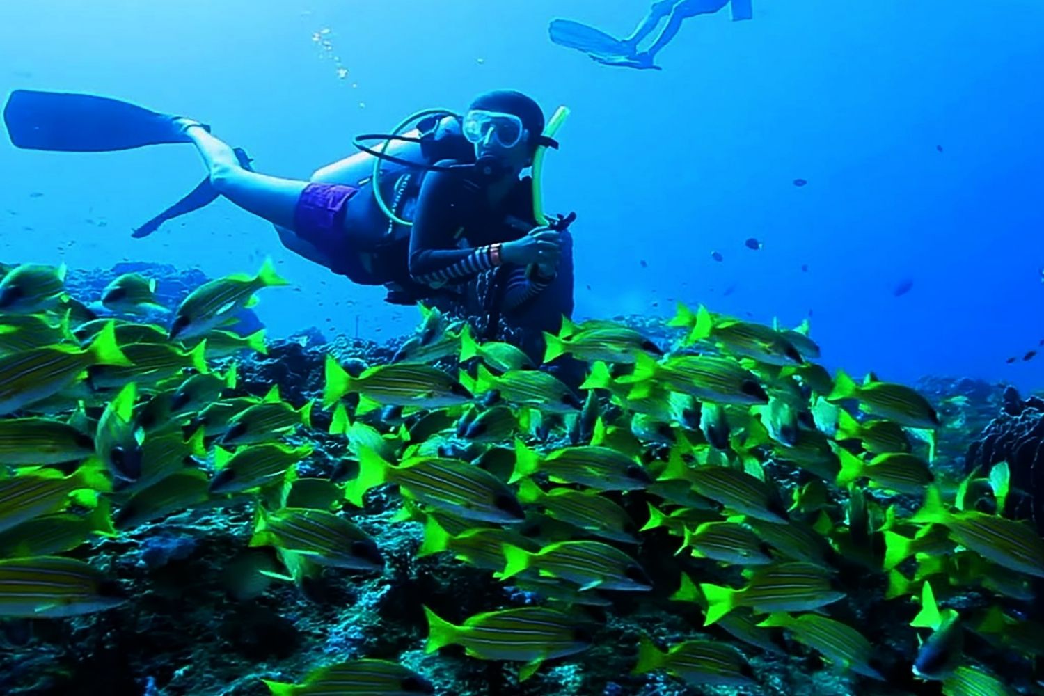 neon colour fish scuba diving in gokarna