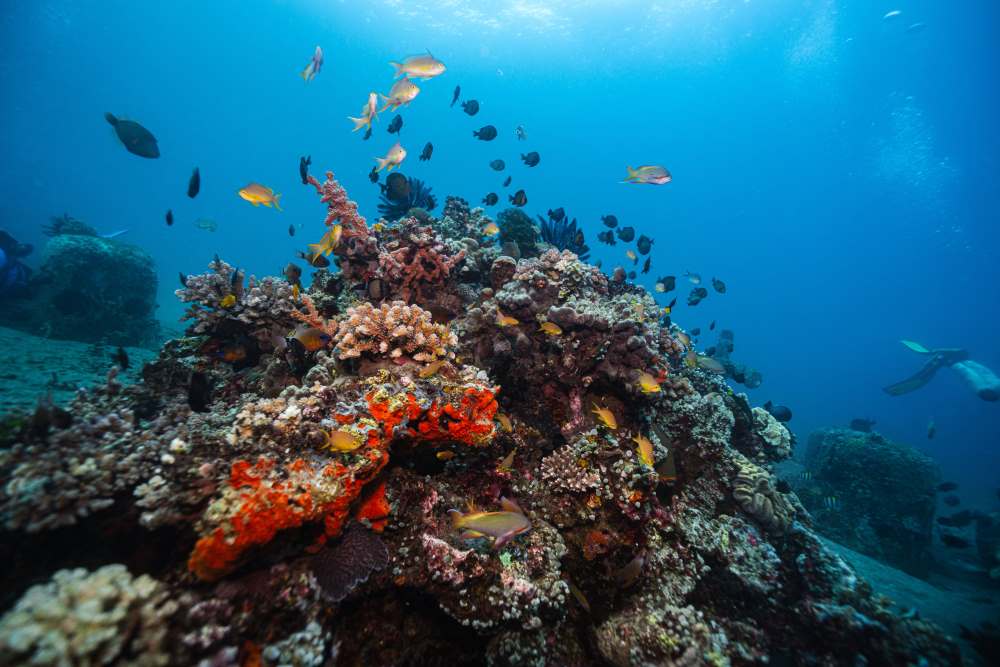 scuba diving gokarna